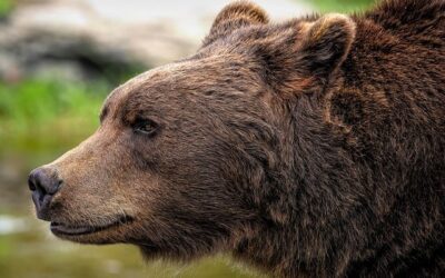 Predicting a Bear Market